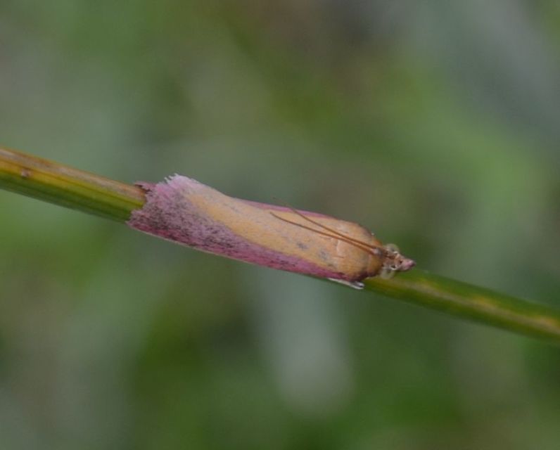 Oncocera semirubella - lucernamoly