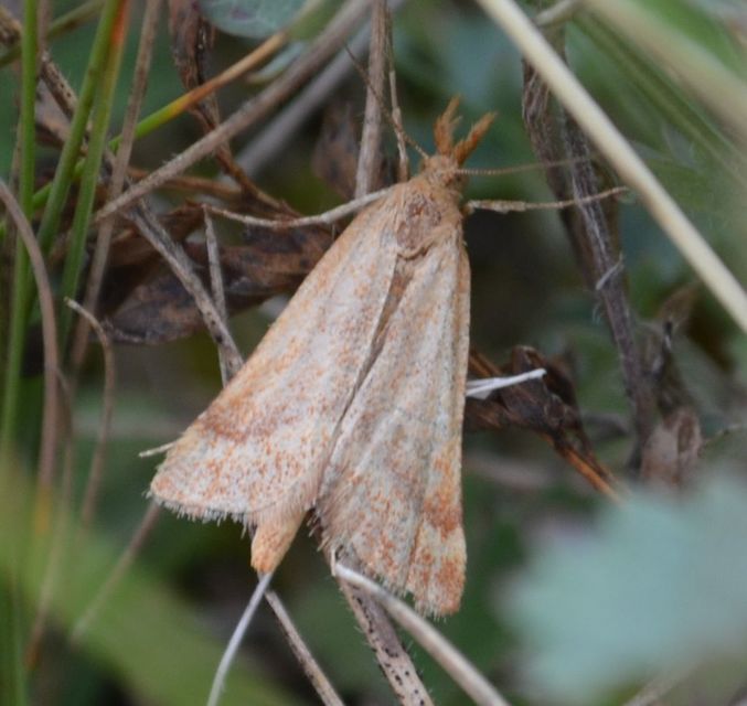 Synaphe punctalis - hosszúlábú fényilonca