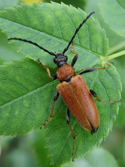 Stictoleptura rubra - vörös virágcincér