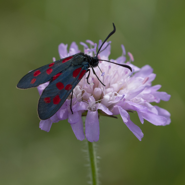 Zygaena filipendulae - acélszínű csüngőlepke