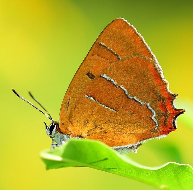 Thecla betulae - nyírfalepke