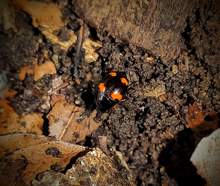 Scaphidium quadrimaculatum - négyfoltos sajkabogár