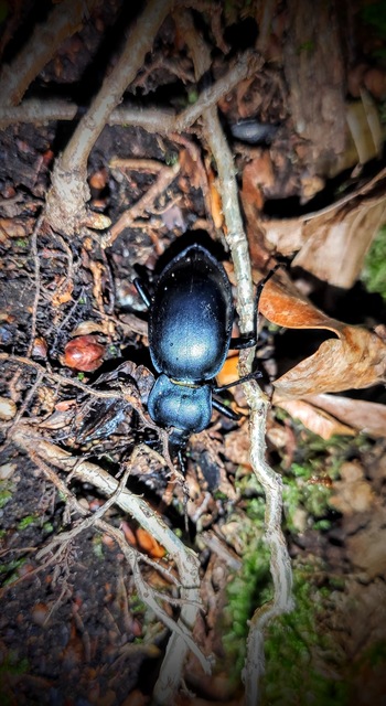 Carabus glabratus - domború futrinka