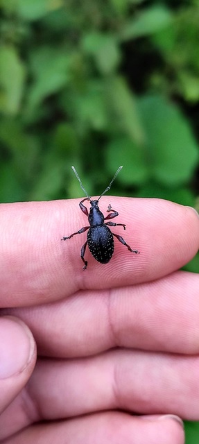 Otiorhynchus hungaricus - magyar gyalogormányos