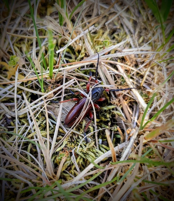 Dorcadion fulvum - barna gyalogcincér