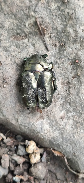 Protaetia marmorata - márványos virágbogár