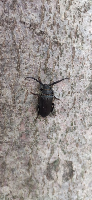 Prionus coriarius - csőszcincér
