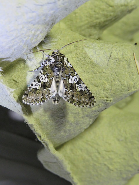 Lamprosticta culta - hármasfoltú bagoly