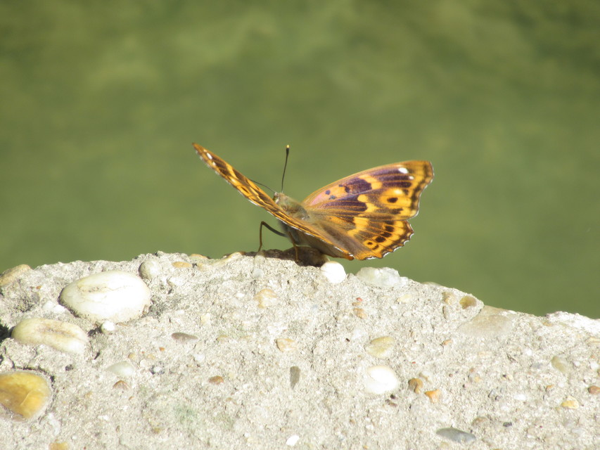 Apatura ilia - kis színjátszólepke