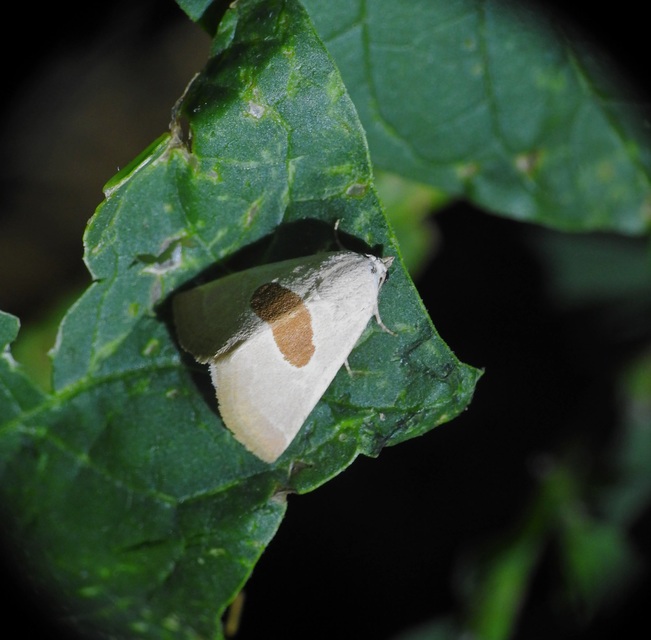 Calymma communimacula - pajzstetűfaló bagoly