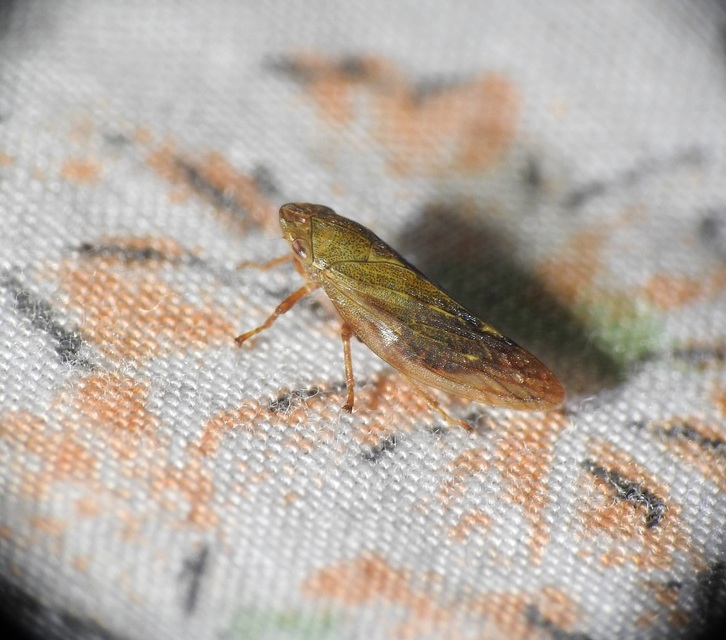 Aphrophora salicina