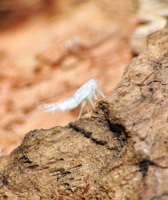 Metcalfa pruinosa - amerikai lepkekabóca