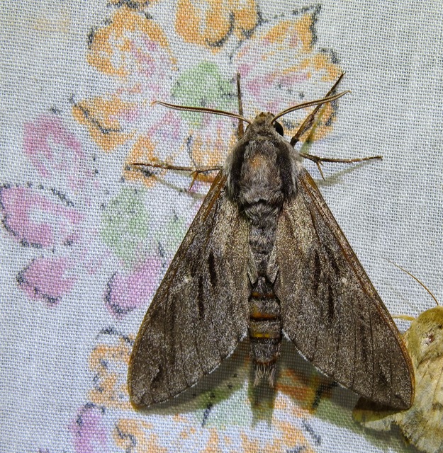 Hyloicus pinastri - fenyőszender