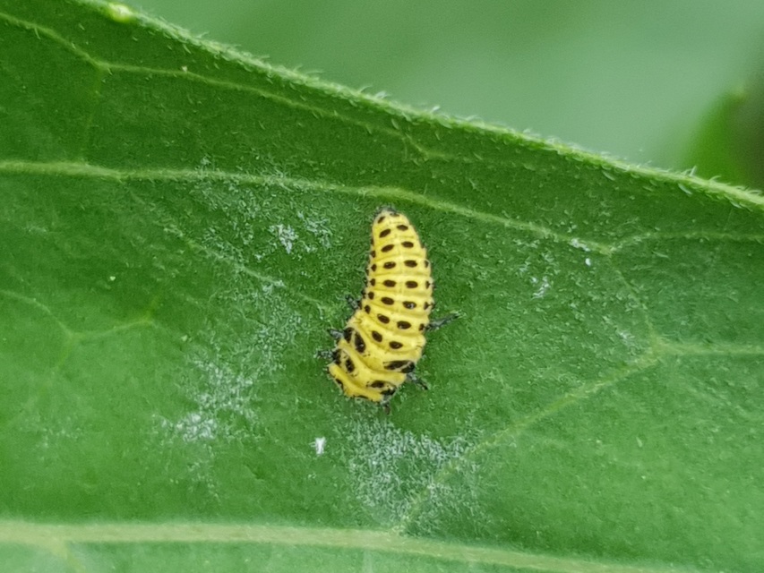 Psyllobora vigintiduopunctata - huszonkétpettyes katica