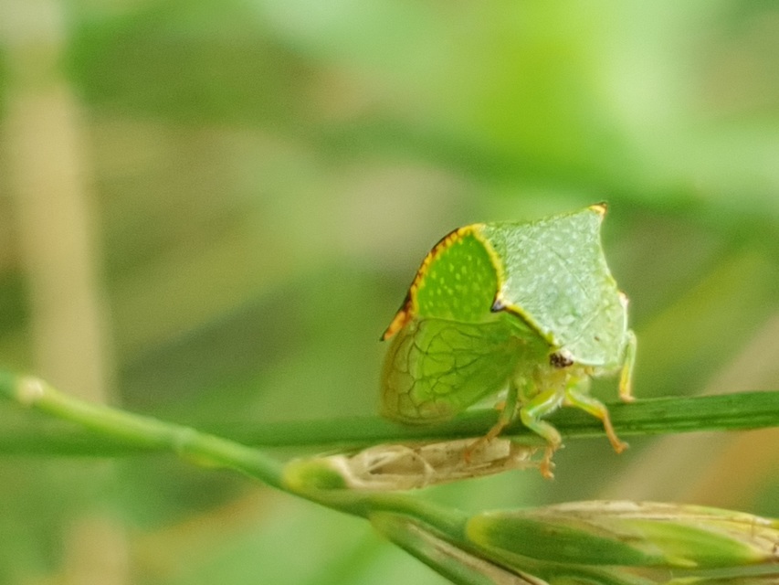 Stictocephala bisonia - bivalykabóca