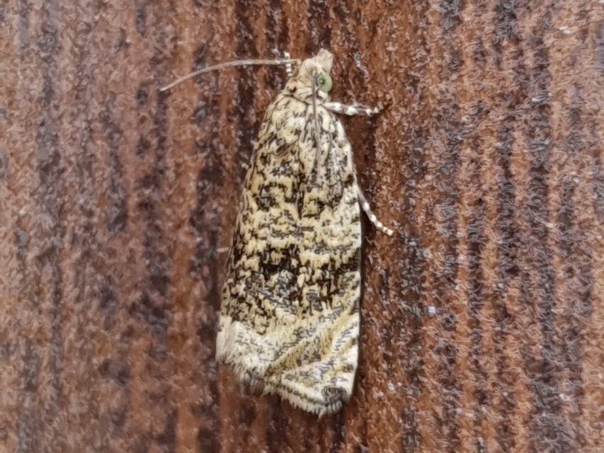 Celypha lacunana - vízparti tükrösmoly
