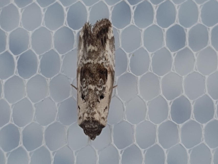 Hapalotis venustula - rózsaszínű mázasbagoly