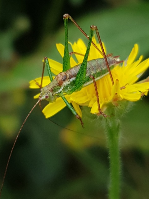 Leptophyes albovittata - közönséges virágszöcske