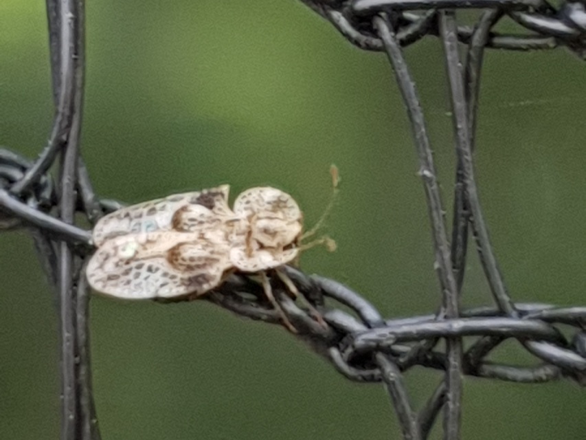 Corythucha arcuata - tölgy-csipkéspoloska