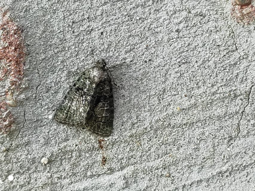Cryphia algae - sárgászöld zuzmóbagoly