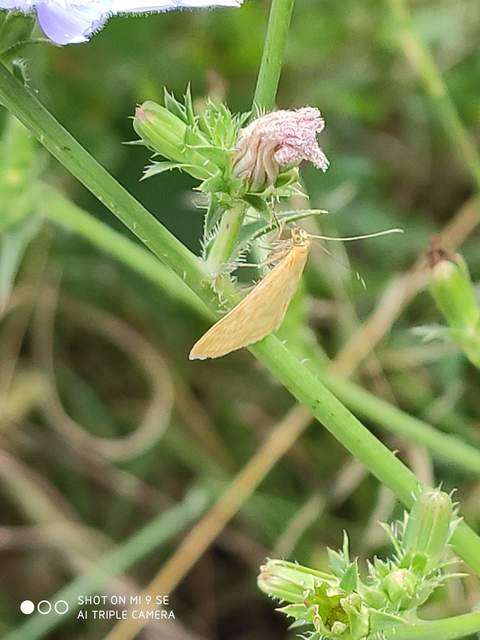 Sitochroa verticalis - világossárga dudvamoly