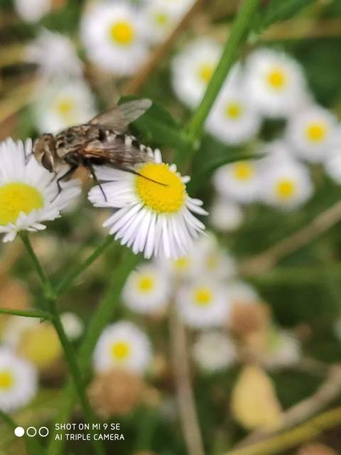 Sarcophagidae - húslégyfélék