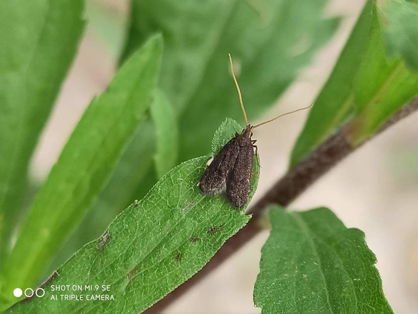 Lecithocera nigrana - kis hindumoly