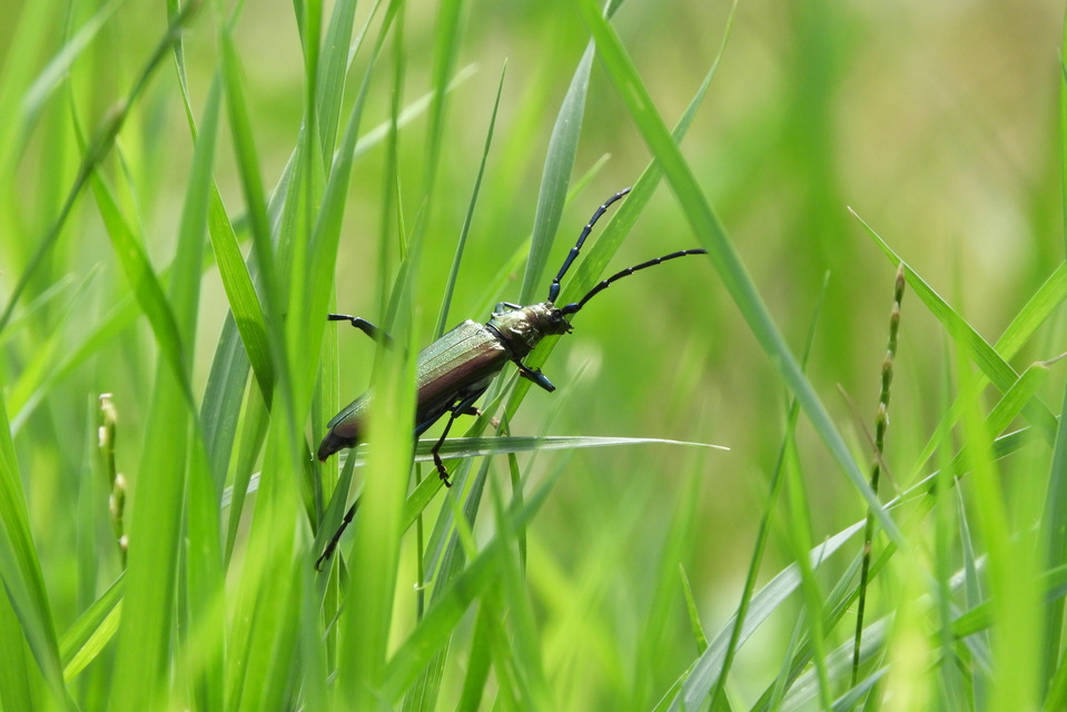 Aromia moschata - pézsmacincér