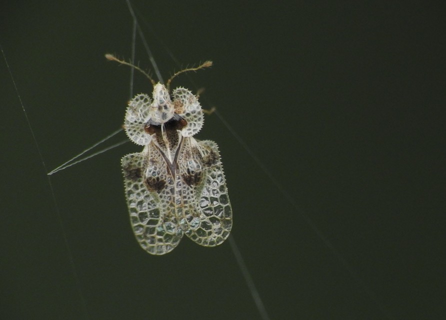 Corythucha arcuata - tölgy-csipkéspoloska