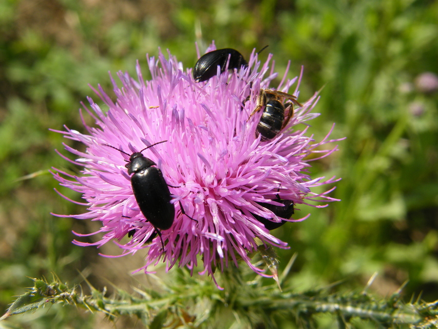 Podonta nigrita - szerecsenbogár