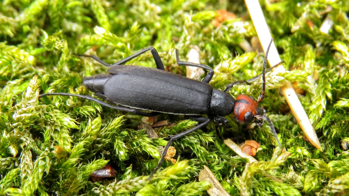 Epicauta rufidorsum - hollóbogár