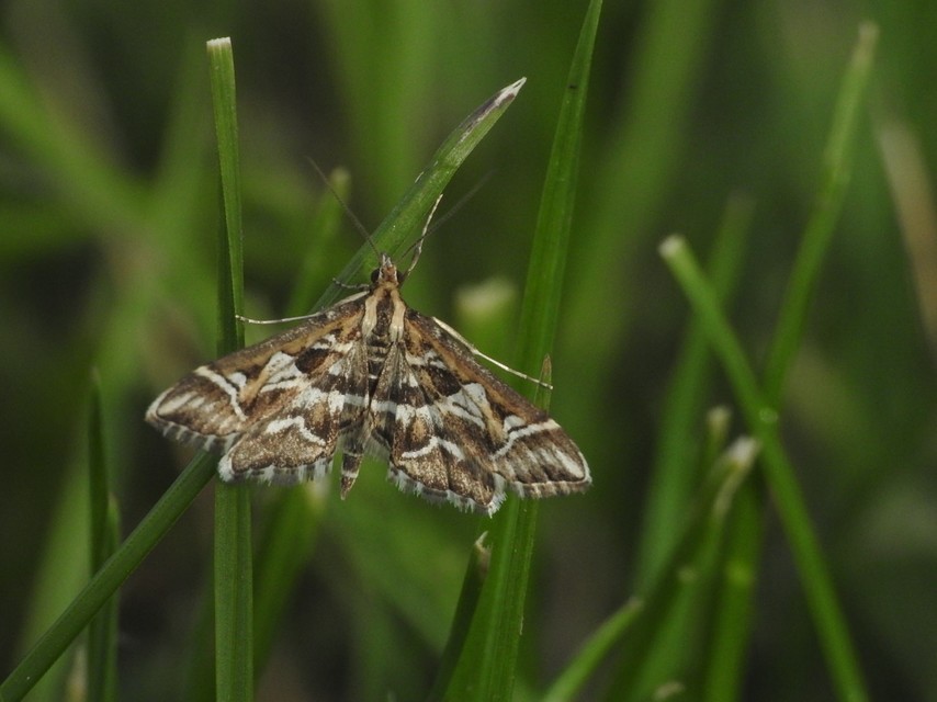 Diasemia reticularis - betűmintás tűzmoly
