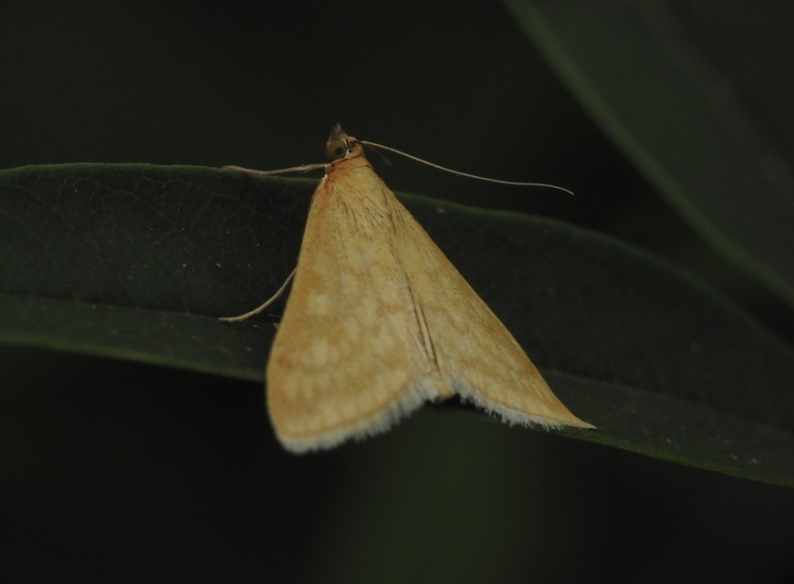 Sitochroa verticalis - világossárga dudvamoly