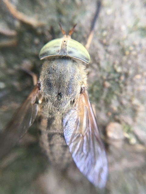 Tabanus