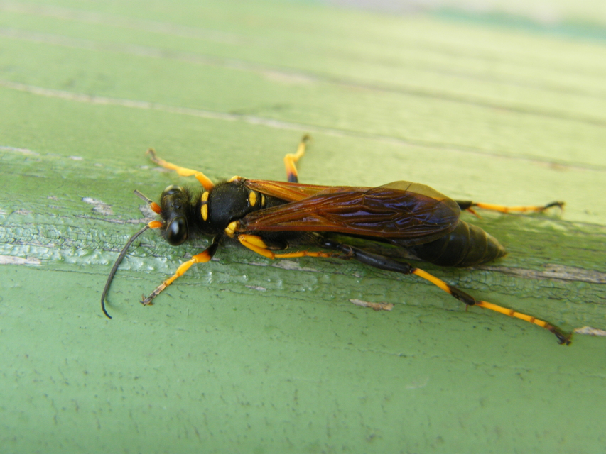 Sceliphron caementarium - feketenyelű lopódarázs