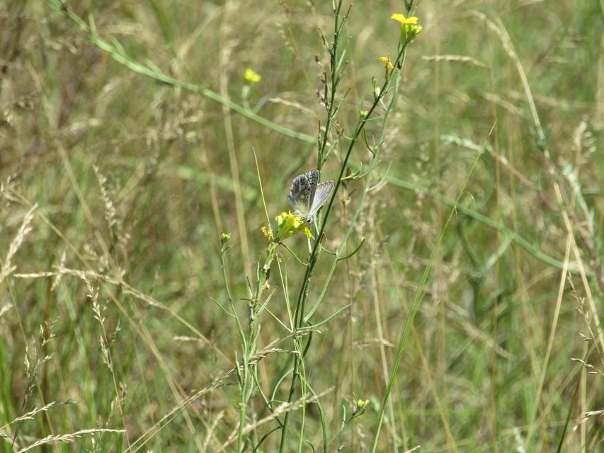 Polyommatus coridon - ezüstkék boglárka