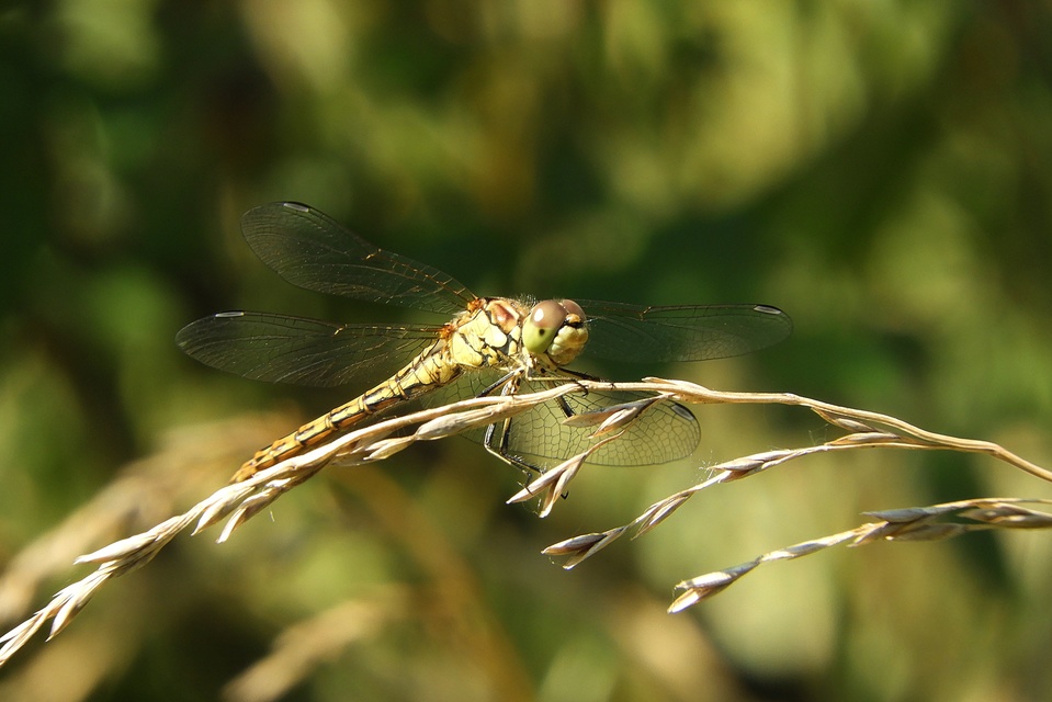 Sympetrum vulgatum - barkós katona-szitakötő