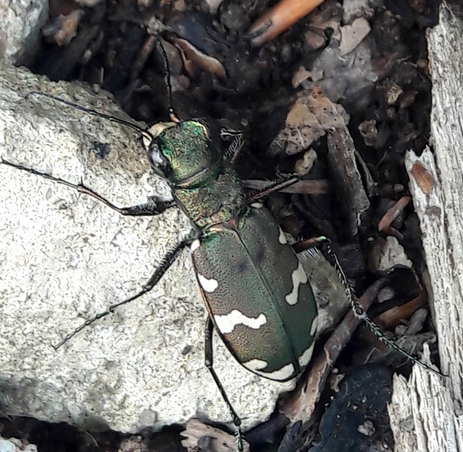 Cicindela sylvicola - erdei homokfutrinka