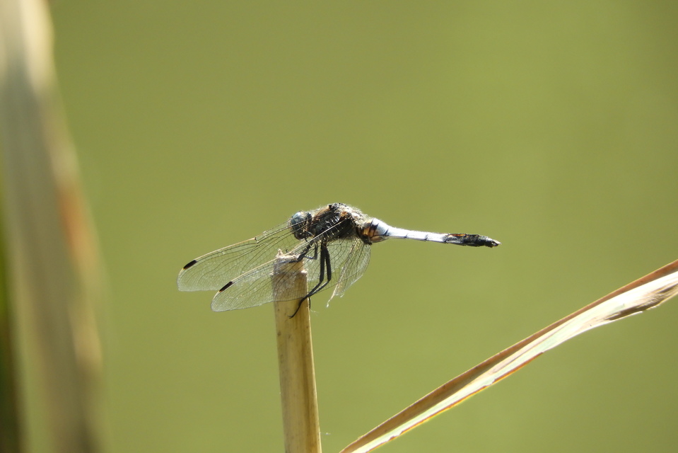 Orthetrum albistylum - fehérfarkú pásztorszitakötő