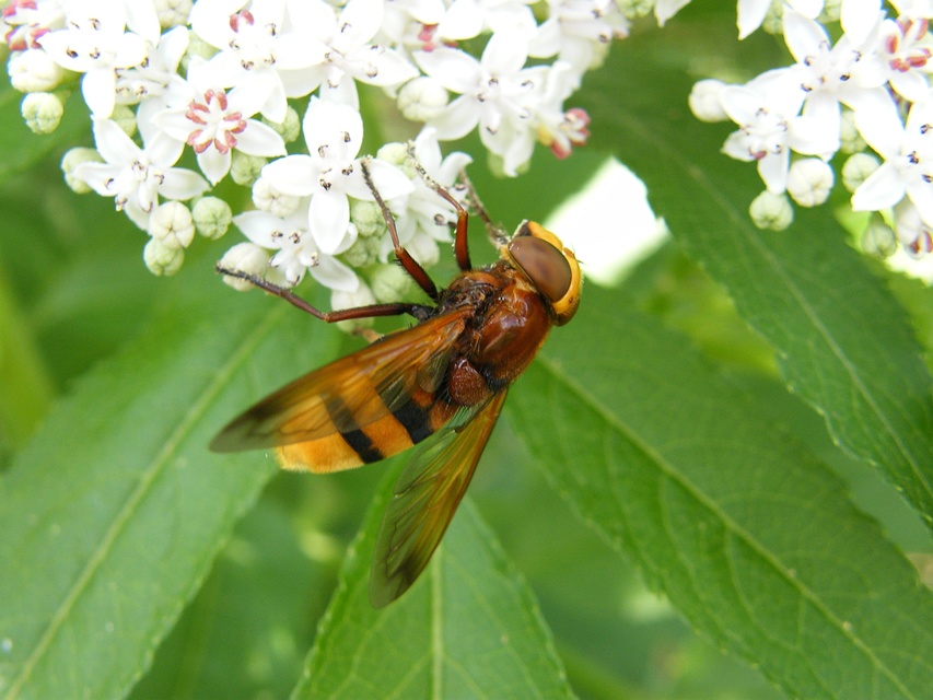 Volucella zonaria - kétöves pihelégy