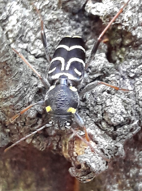 Xylotrechus antilope - fürge darázscincér