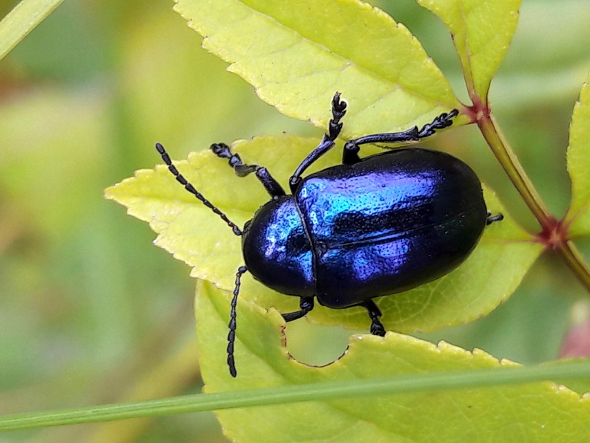 Chrysochus asclepiadeus - tündöklő méreggyiloklevelész