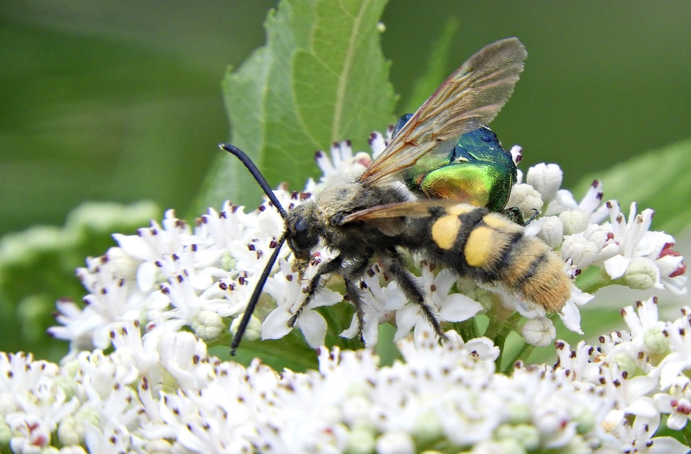 Megascolia maculata - óriás-tőrösdarázs