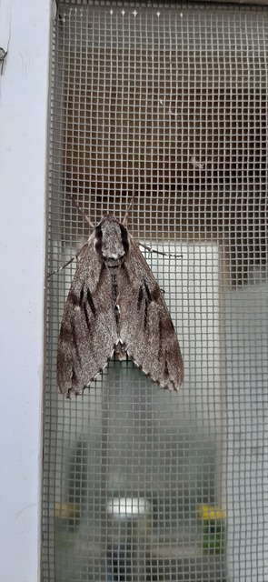 Hyloicus pinastri - fenyőszender