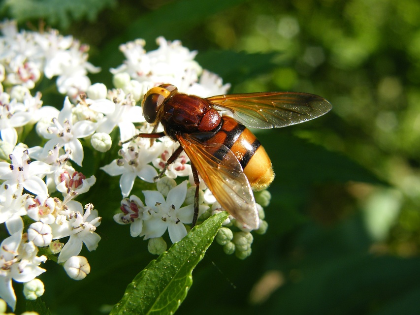 Volucella zonaria - kétöves pihelégy