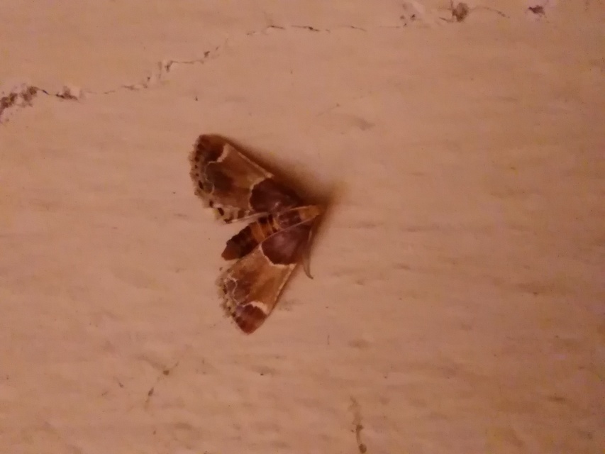Pyralis farinalis - lisztilonca