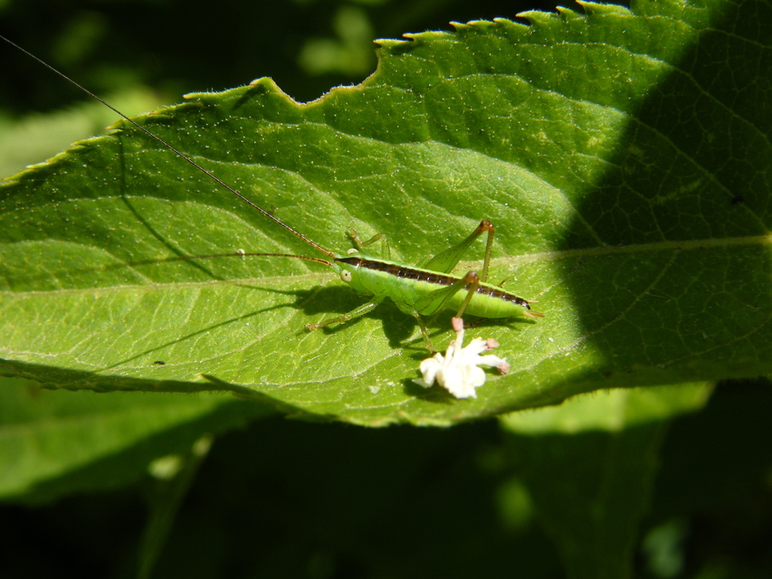 Conocephalus fuscus - kis kúpfejűszöcske