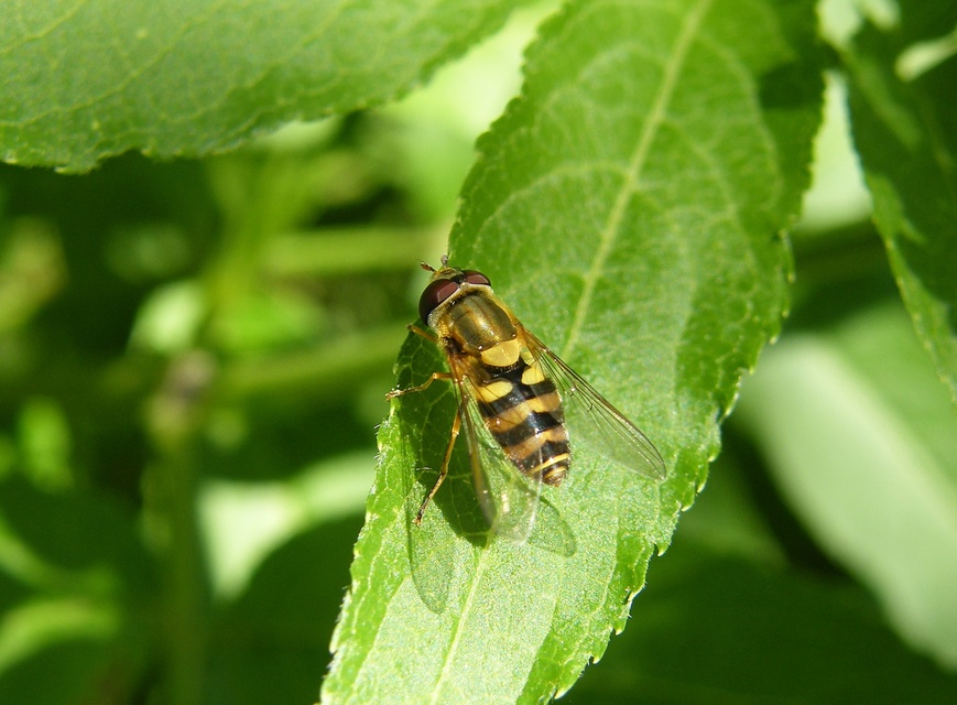 Syrphus