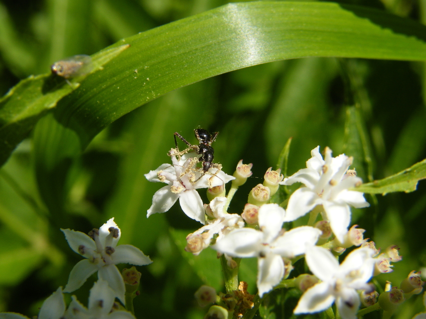 Himacerus mirmicoides - csalán-tolvajpoloska