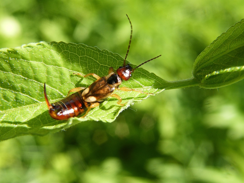 Forficula auricularia - közönséges fülbemászó